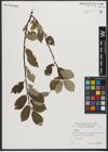 Foto von Salix L.